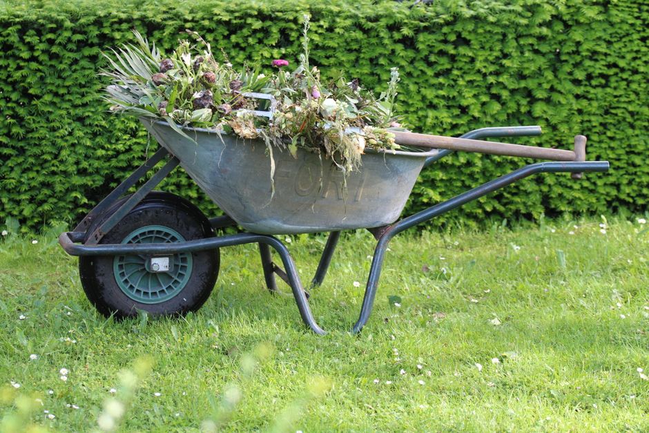 Wheelbarrow full of garden green waste and dead plant cuttings on a lawn ready for clearance