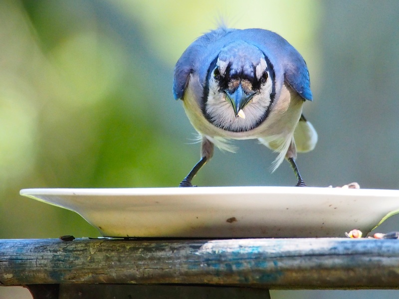 waste collection appliances